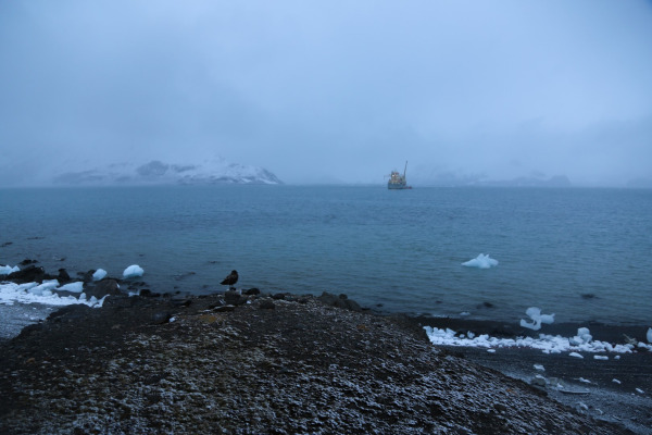Southern Skua