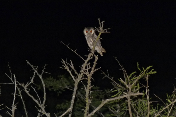 Southern White-faced Owl