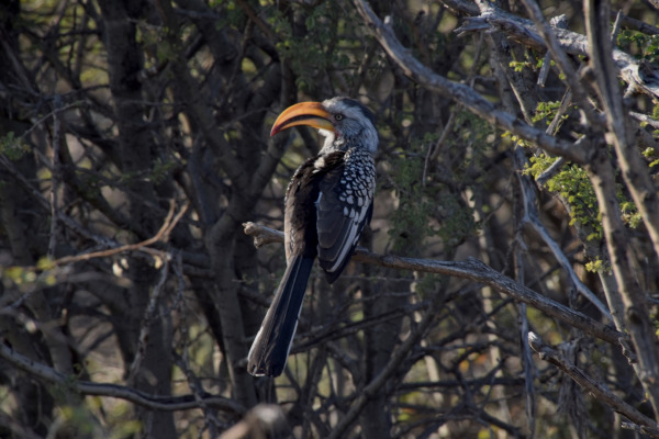 Southern Yellow-billed Hornbill