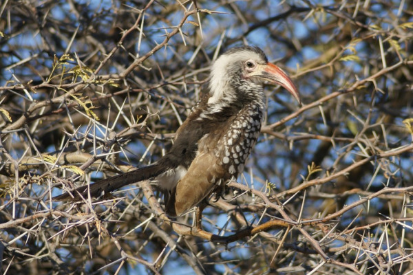 Southern Yellow-billed Hornbill