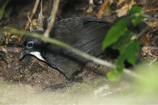 Spalding's Orthonyx