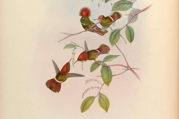 Spangled Coquette