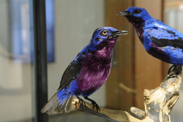 Spangled Cotinga