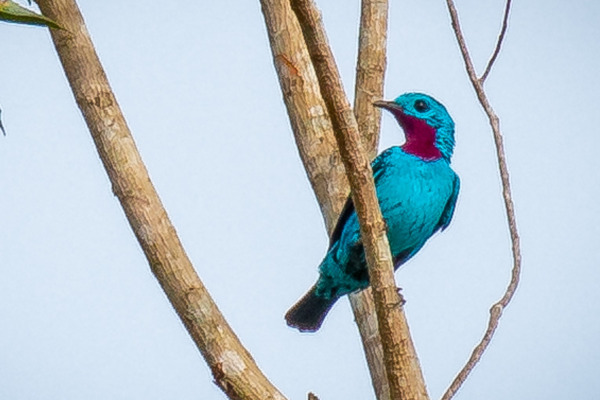 Spangled Cotinga