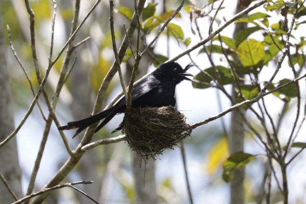 Spangled Drongo