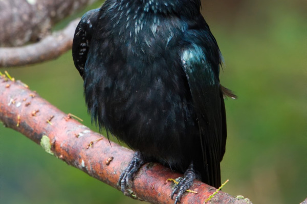 Spangled Drongo
