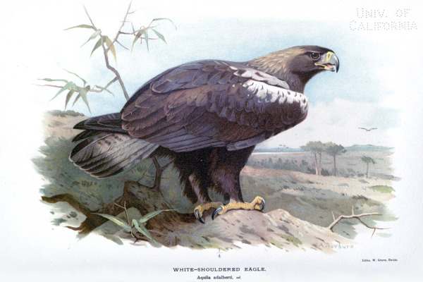 Spanish Imperial Eagle