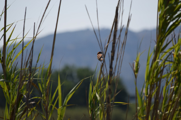Spanish Sparrow