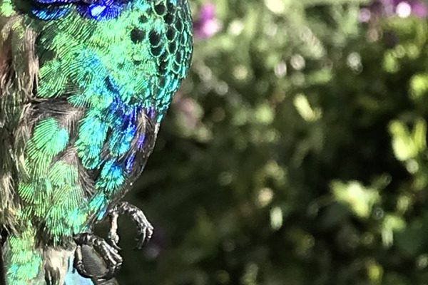 Sparkling Violetear