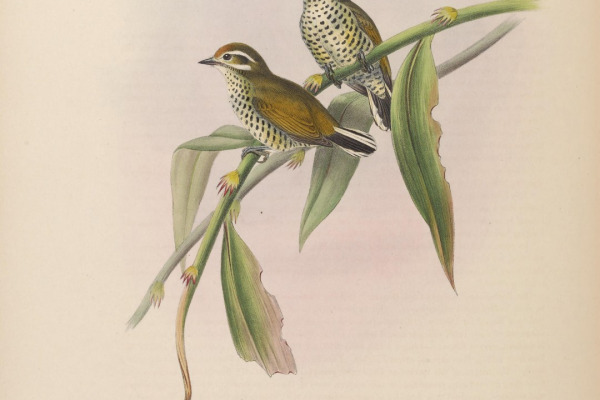 Speckle-chested Piculet