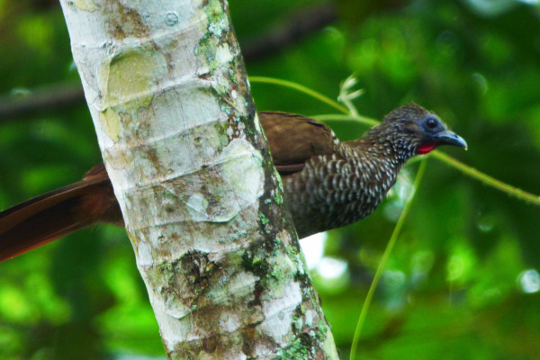 Speckled Chachalaca