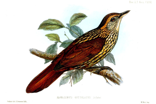 Speckled Hummingbird