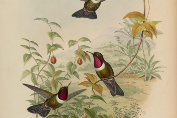 Speckled Hummingbird