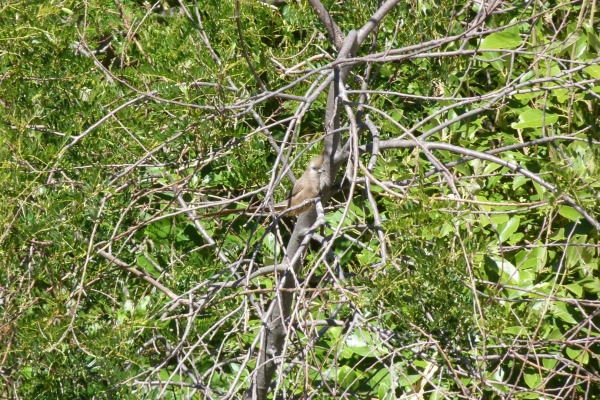 Speckled Mousebird