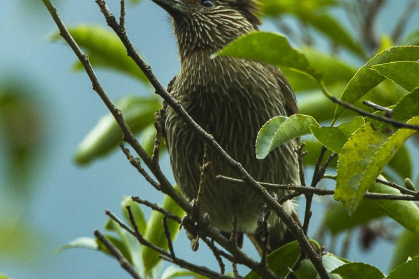Speckled Piculet