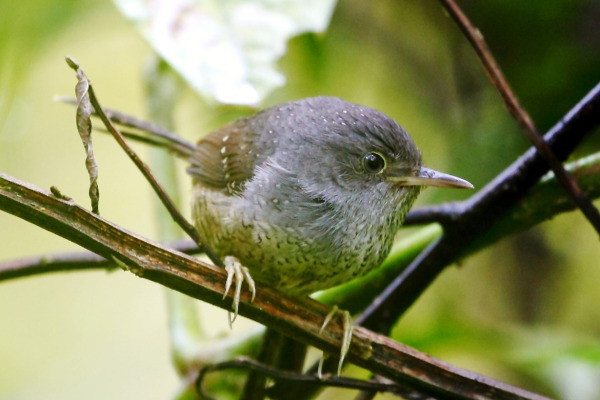 Speckled Piculet