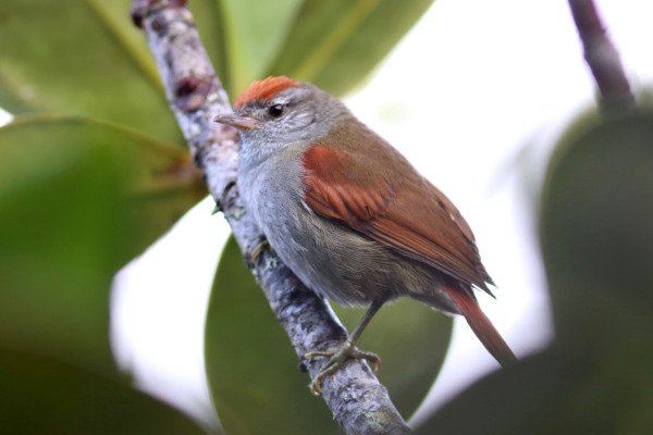 Speckled Spinetail