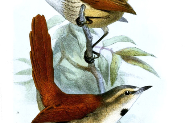 Speckled Spinetail