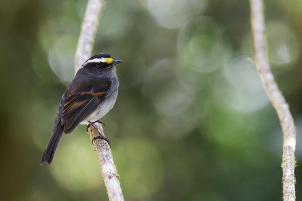 Speckled Spinetail