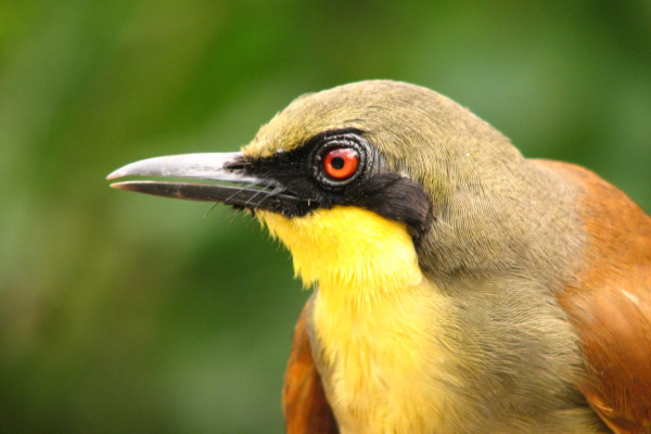 Spectacled Barwing