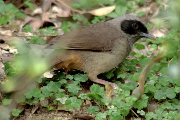 Spectacled Barwing