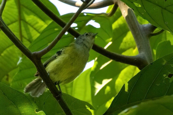 Spectacled Bristle-Tyrant