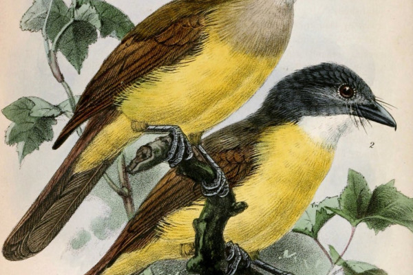 Spectacled Bulbul