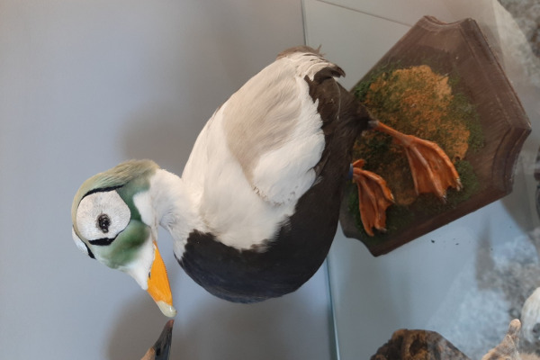 Spectacled Eider
