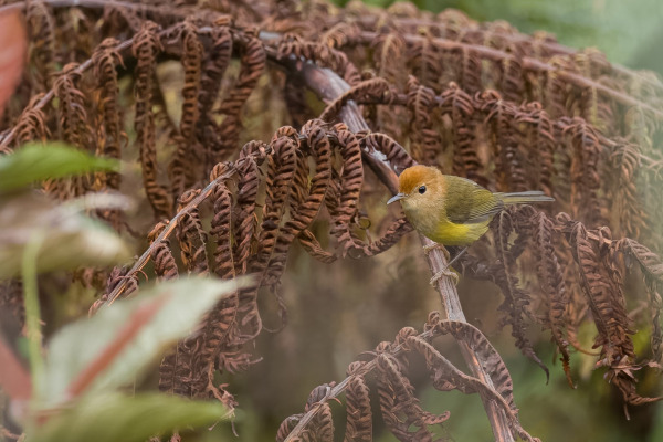 Spectacled Flowerpecker