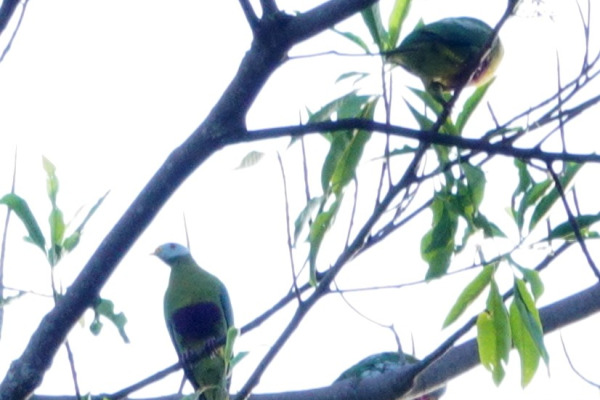 Spectacled Fruit Dove