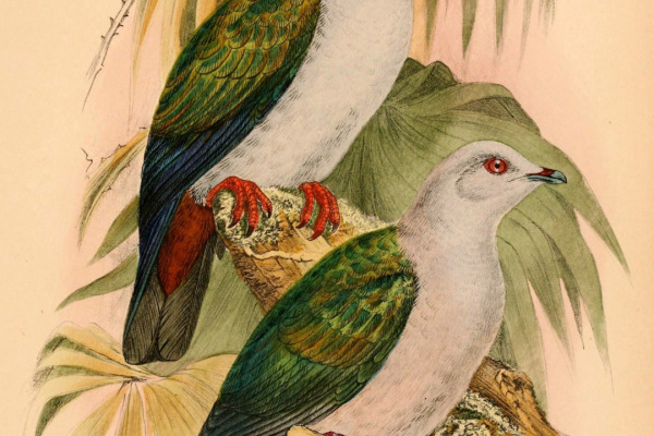 Spectacled Imperial Pigeon