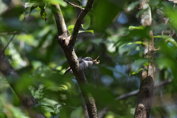 Spectacled Monarch