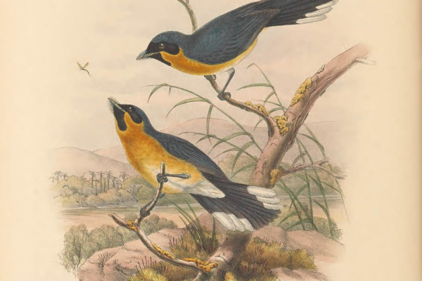 Spectacled Monarch