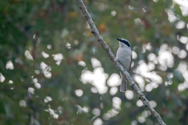 Spectacled Monarch