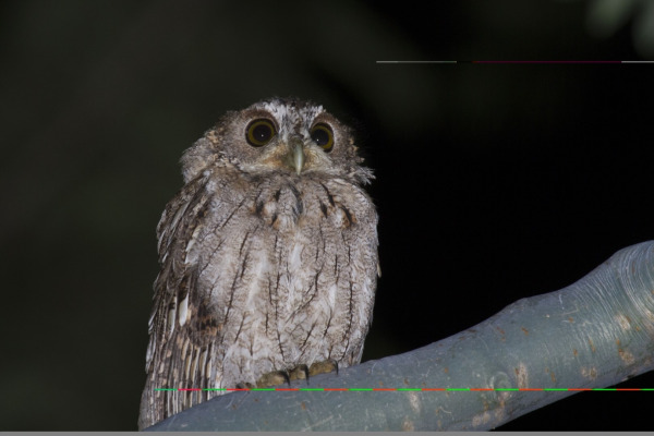 Spectacled Owl