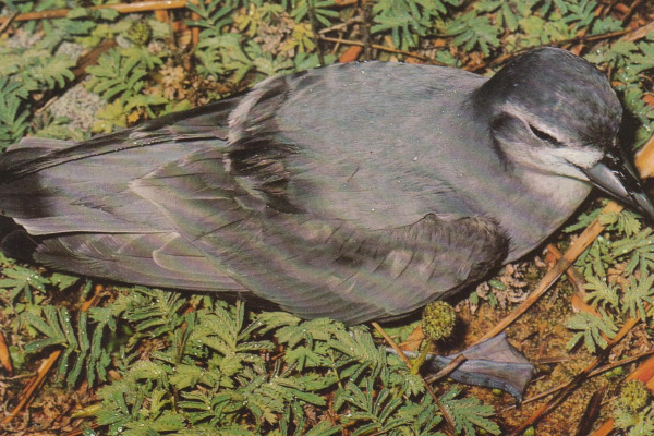 Spectacled Petrel