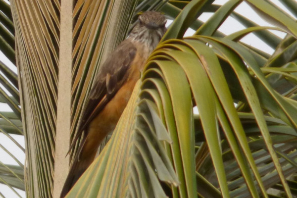 Spectacled Redstart