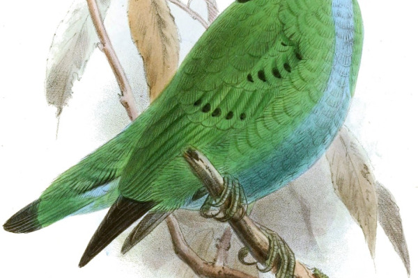 Spectacled Spiderhunter