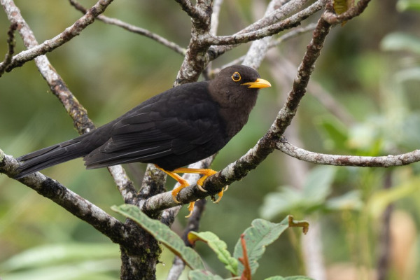 Spectacled Thrush