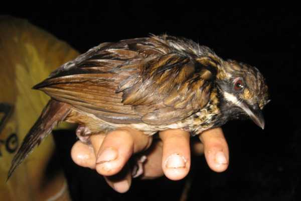 Spectacled Thrush