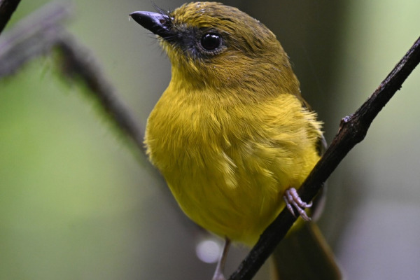 Spectacled Whistler