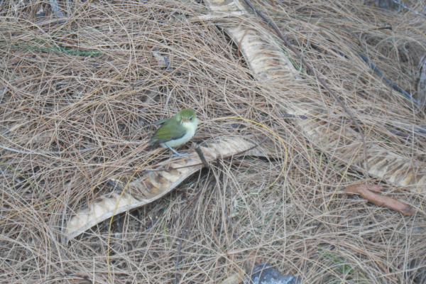 Spectacled White-eye
