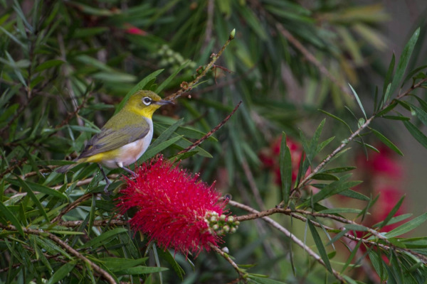 Spectacled White-eye