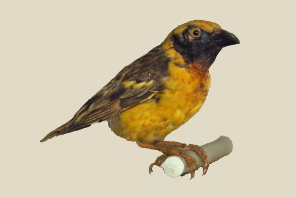 Speke's Weaver