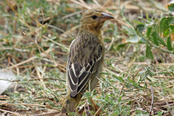 Speke's Weaver