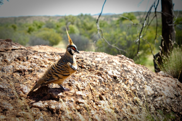 Spinifex Pigeon