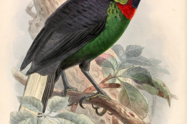 Splendid Astrapia