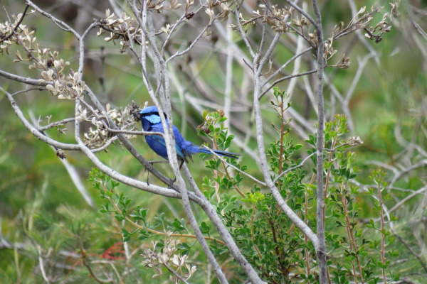 Splendid Fairywren