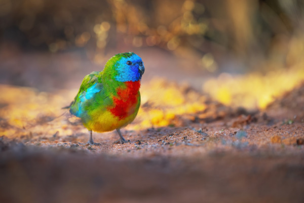 Splendid Parrot