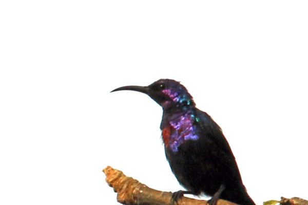 Splendid Sunbird